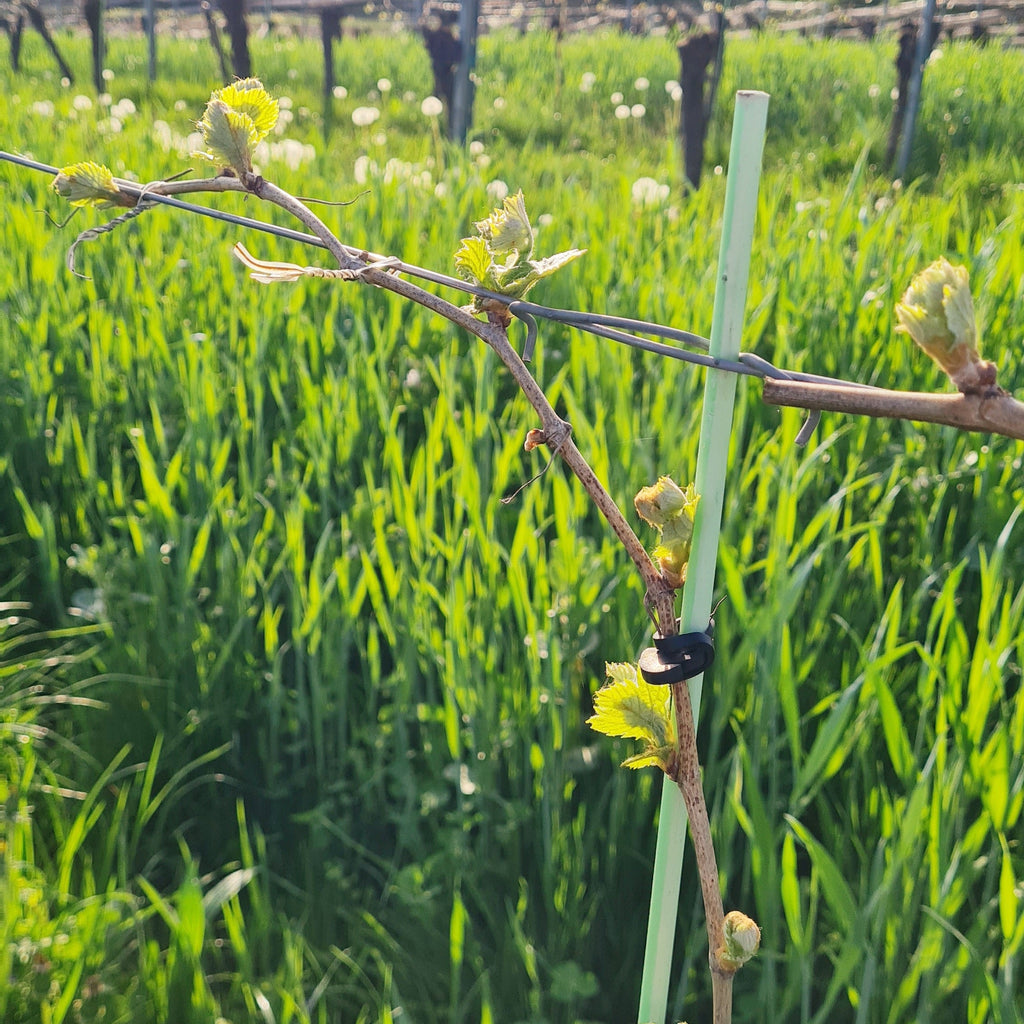 Frühlingserwachen im Weingarten.