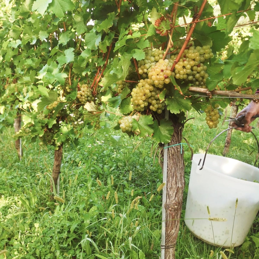 Weinlese 2026 - Ein kurzer Rückblick