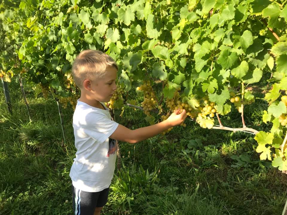 Wir starten mit der Weinlese!