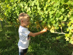 Wir starten mit der Weinlese!