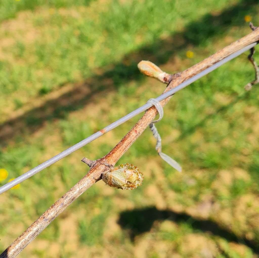 Die ersten Knospen im Weingarten