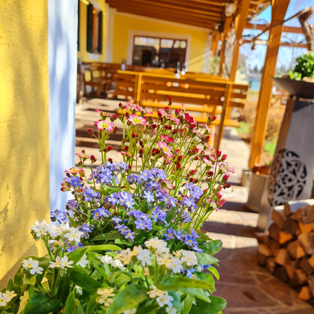 Buschenschank - Opening