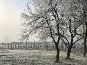 Winterruhe in den Weingärten!
