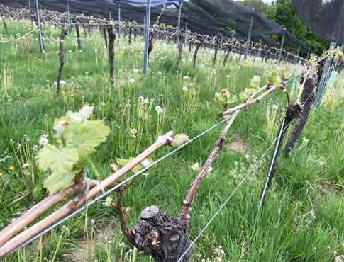 Es tut sich was in den Weingärten